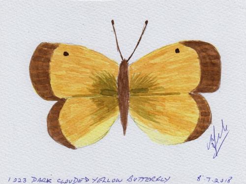 1023-DARK-CLOUDED-YELLOW-BUTTERFLY