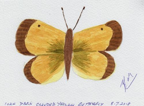 1024-DARK-CLOUDED-YELLOW-BUTTERFLY