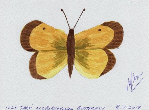 1025-DARK-CLOUDED-YELLOW-BUTTERFLY