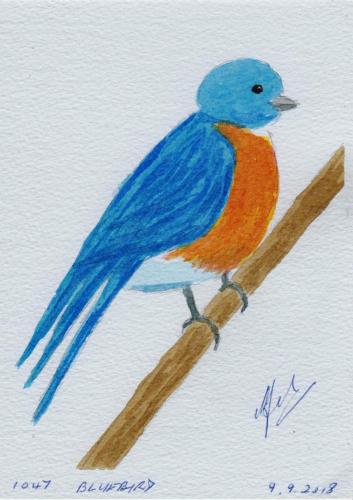 1047-BLUEBIRD