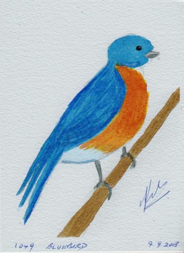 1049-BLUEBIRD