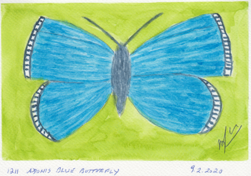 1211-ADONIS-BLUE-BUTTERFLY