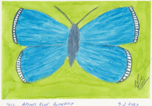 1212-ADONIS-BLUE-BUTTERFLY