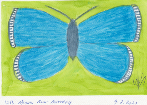 1213-ADONIS-BLUE-BUTTERFLY