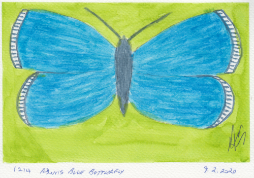 1214-ADONIS-BLUE-BUTTERFLY