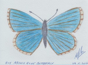 805 ADONIS BLUE BUTTERFLY