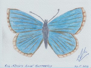 806 ADONIS BLUE BUTTERFLY