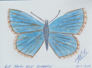 808 ADONIS BLUE BUTTERFLY