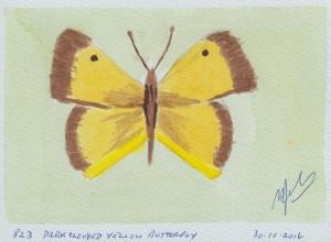 833 DARK CLOUDED YELLOW BUTTERFLY