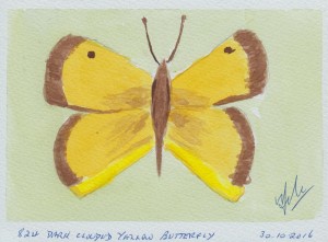 834 DARK CLOUDED YELLOW BUTTERFLY