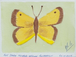 835 DARK CLOUDED YELLOW BUTTERFLY